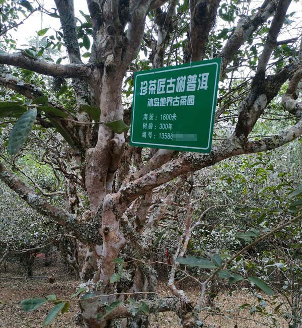 普洱茶