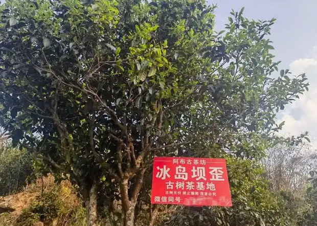 普洱茶
