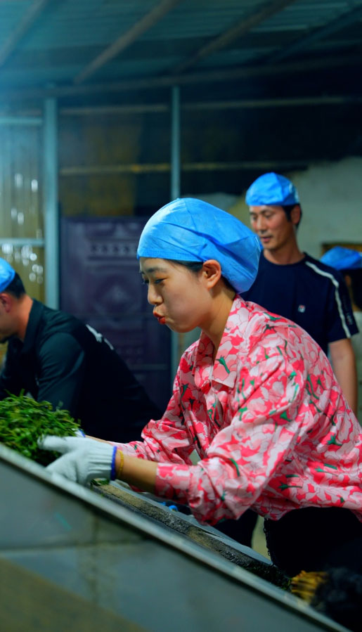 普洱茶
